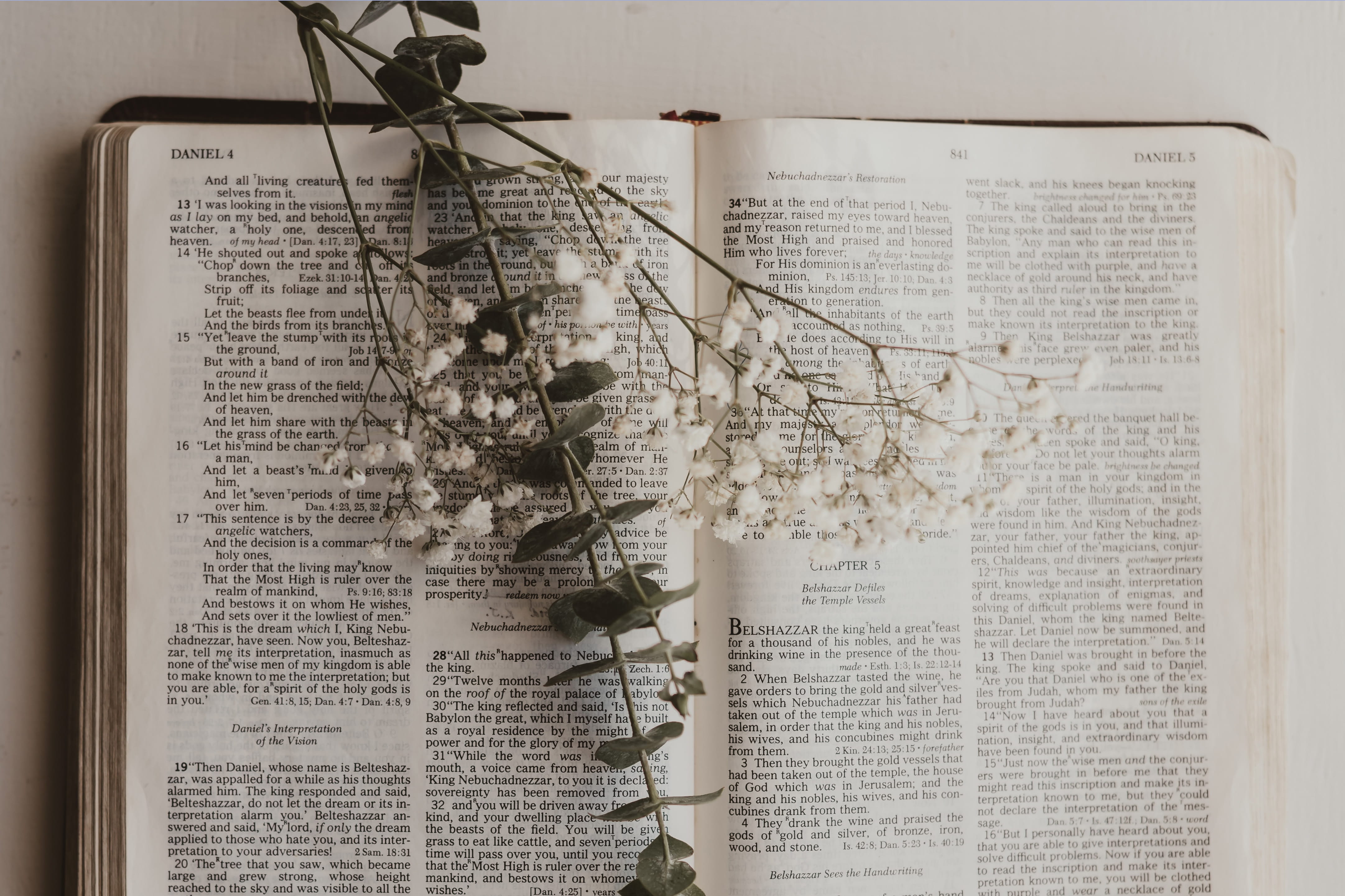 White flowers sitting on an open Bible ready for reading a daily devotional.